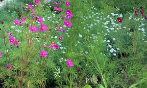Kleines Pflanzenlexikon Teil 2: Einjährige Blumen
