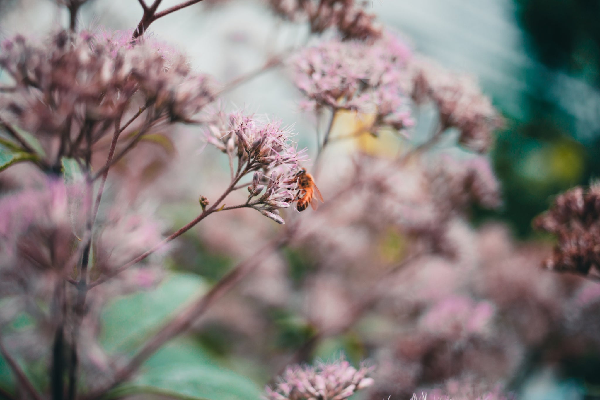 3 Gründe, warum Stauden die Basis für wunderschöne Blumenbeete (auch in Töpfen) sind