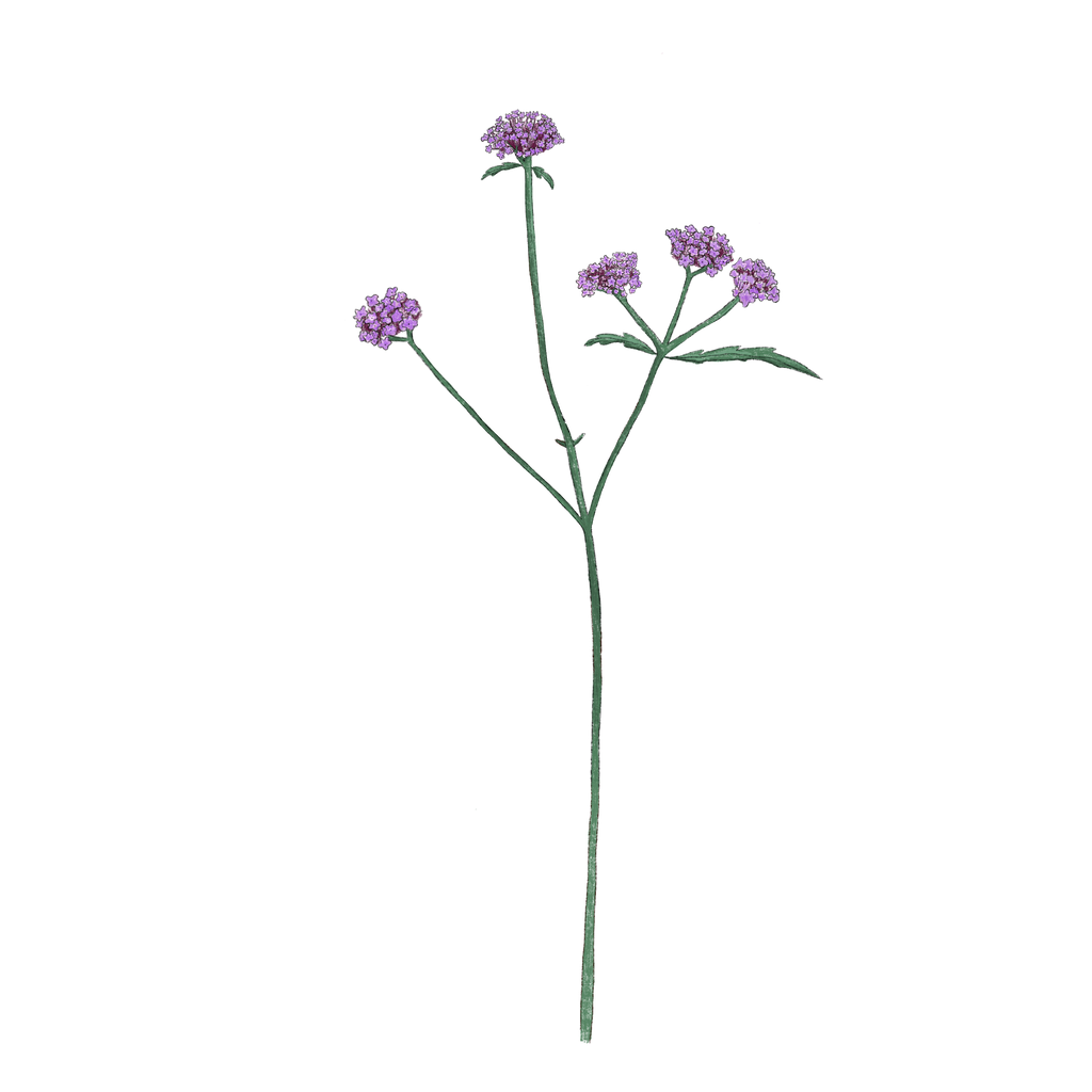Bienenparadies in fünf Violett-Tönen